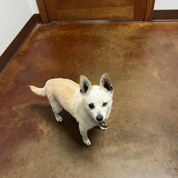 Broadway Animal Hospital Picture 5