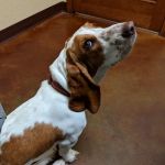 Broadway Animal Hospital