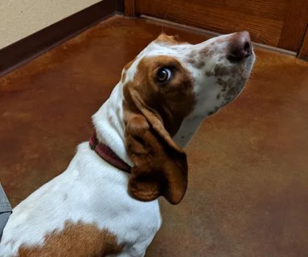 Broadway Animal Hospital