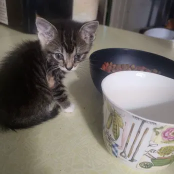 Broadway Animal Hospital Picture 3