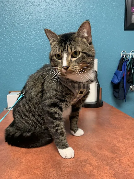 Broadway Animal Hospital Picture 6