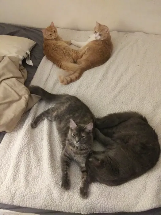 Broadway Animal Hospital Picture 8