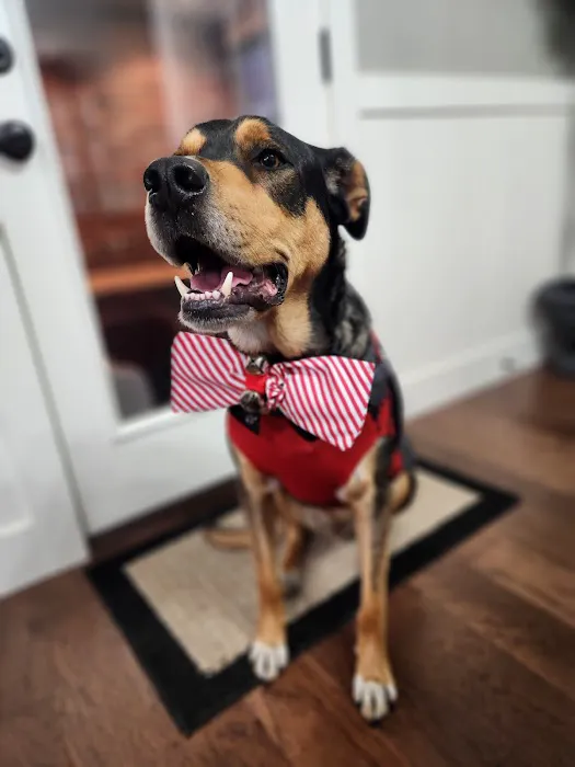 Pet Care & Surgery Center Picture 1