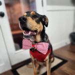 Pet Care & Surgery Center