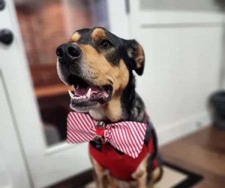 Pet Care & Surgery Center