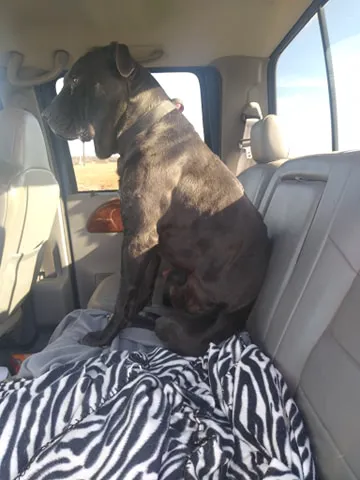 Pet Care & Surgery Center Picture 6