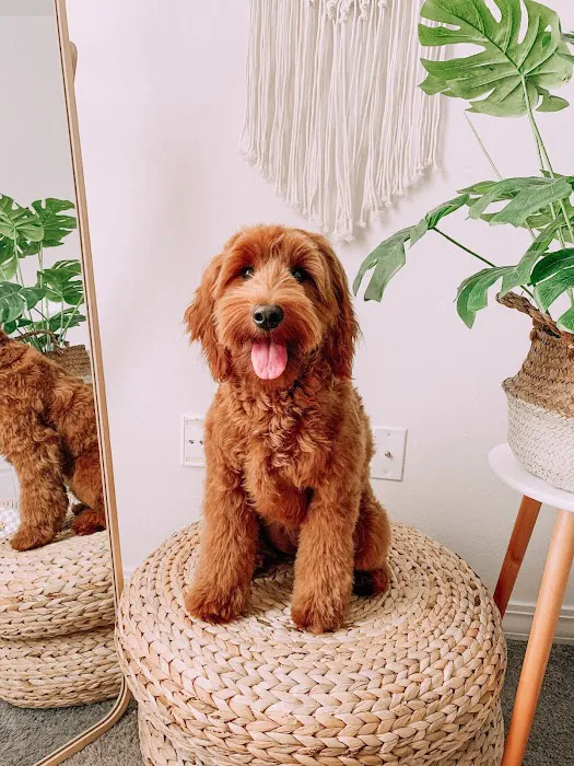 Pet Care & Surgery Center Picture 3