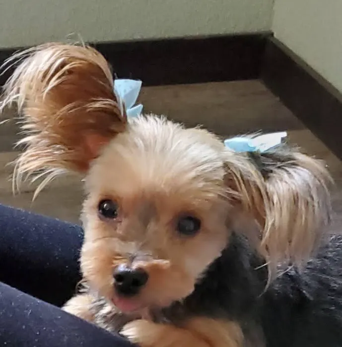 Pet Care & Surgery Center Picture 7