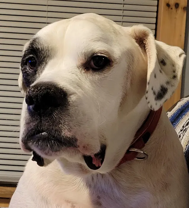 Pet Care & Surgery Center Picture 10