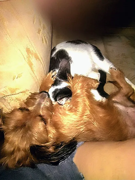 Caney Vet Clinic Picture 3