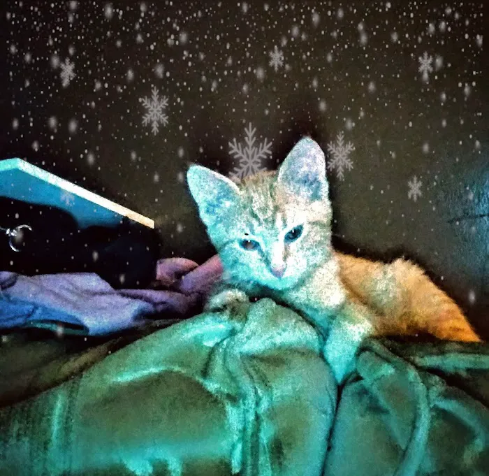 Caney Vet Clinic Picture 7