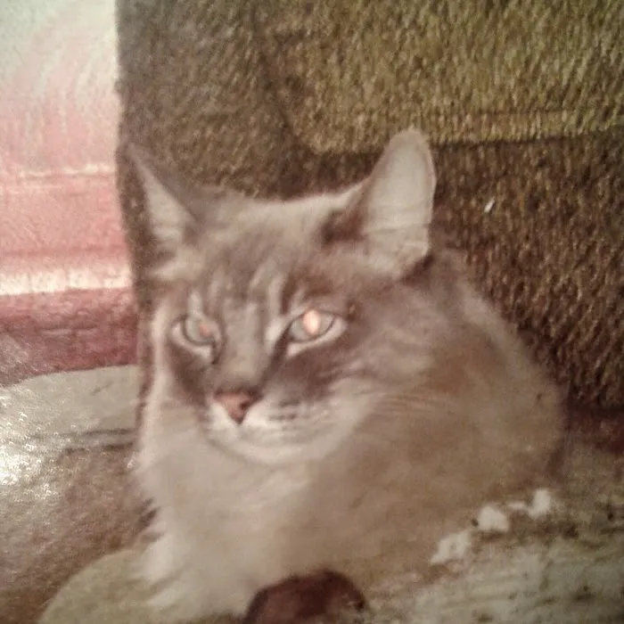 Caney Vet Clinic Picture 9