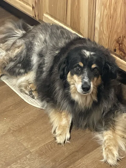 Rafter H Veterinary Services Picture 1