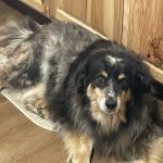 Rafter H Veterinary Services