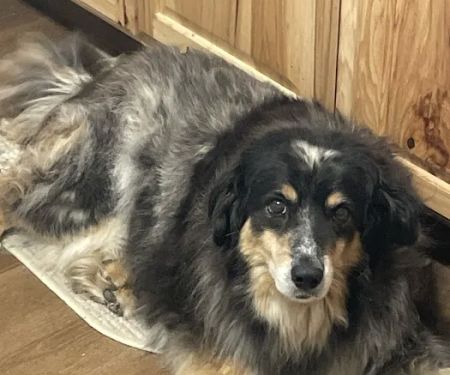 Rafter H Veterinary Services