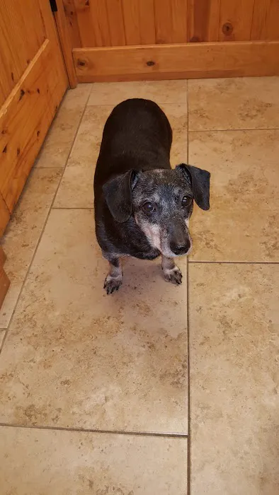 Will Rogers Animal Hospital Picture 4