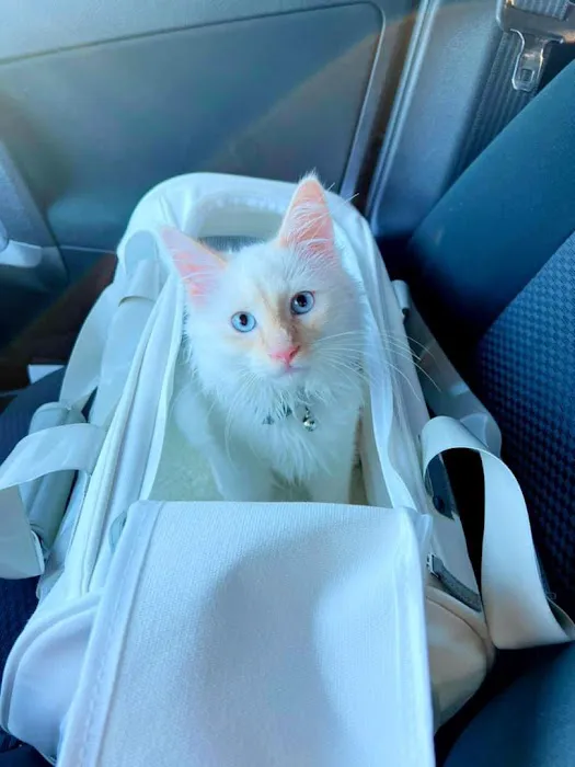 Will Rogers Animal Hospital Picture 7