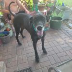 Shipman Animal Hospital