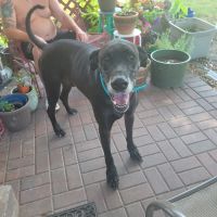 Shipman Animal Hospital ico