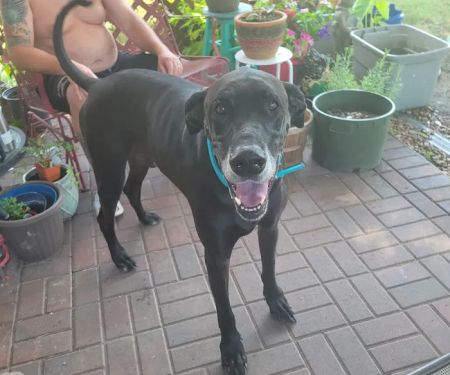 Shipman Animal Hospital