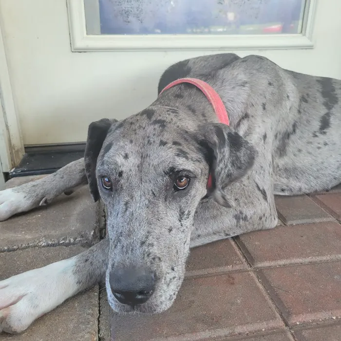 Shipman Animal Hospital Picture 2