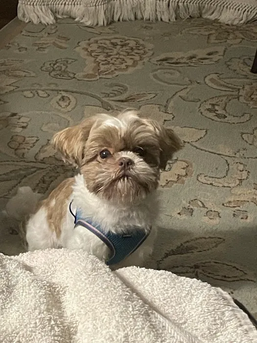 Shipman Animal Hospital Picture 3