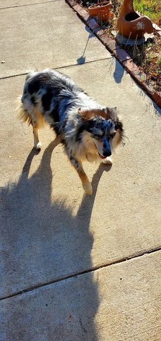 Blue Starr Animal Hospital Picture 1