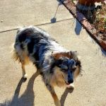 Blue Starr Animal Hospital