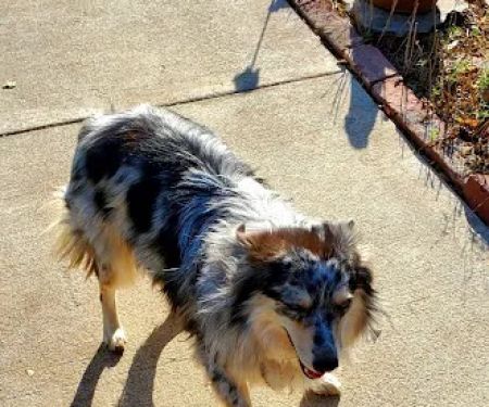 Blue Starr Animal Hospital