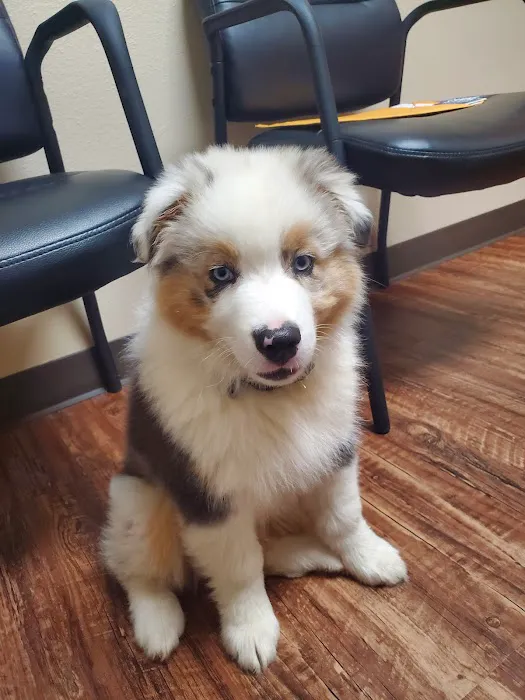 Blue Starr Animal Hospital Picture 2