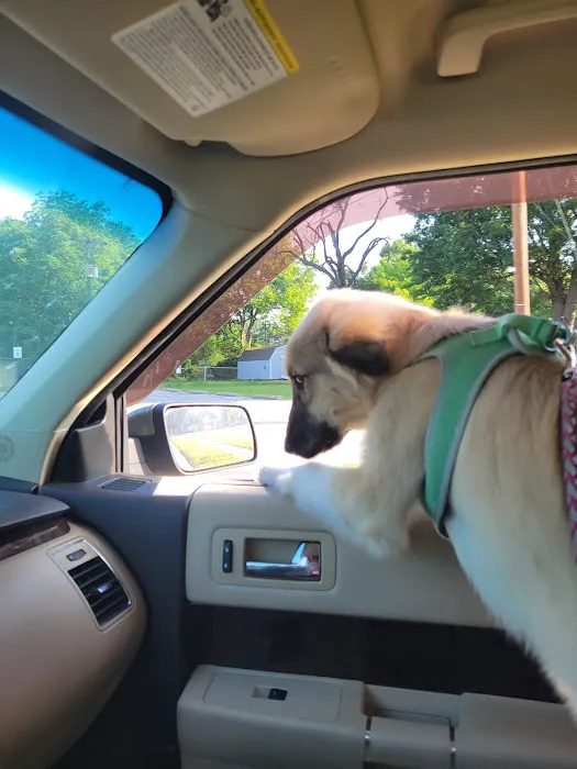 Blue Starr Animal Hospital Picture 4