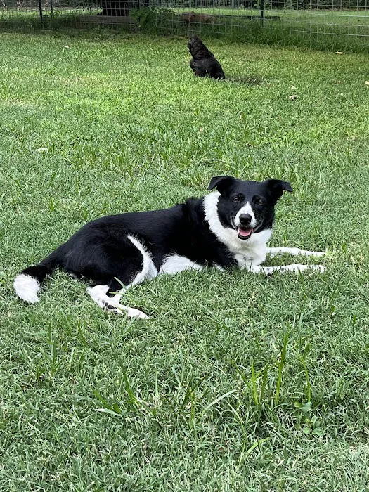 Blue Starr Animal Hospital Picture 6