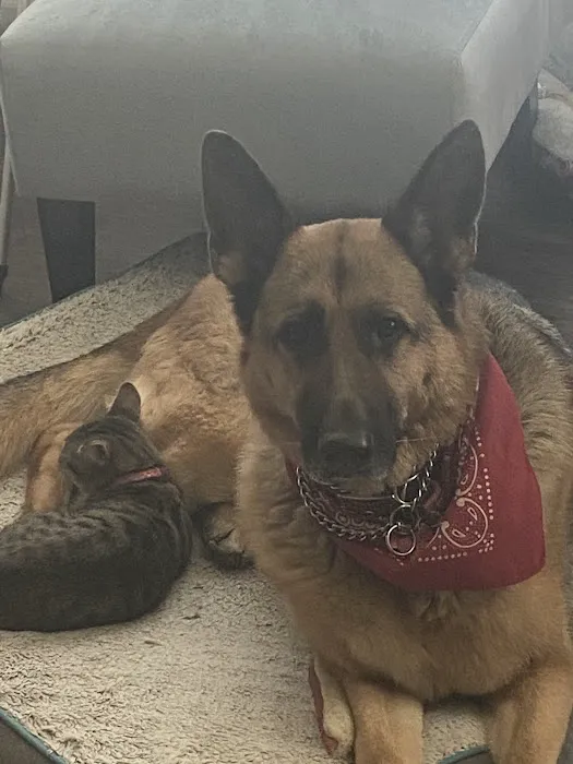 Blue Starr Animal Hospital Picture 5