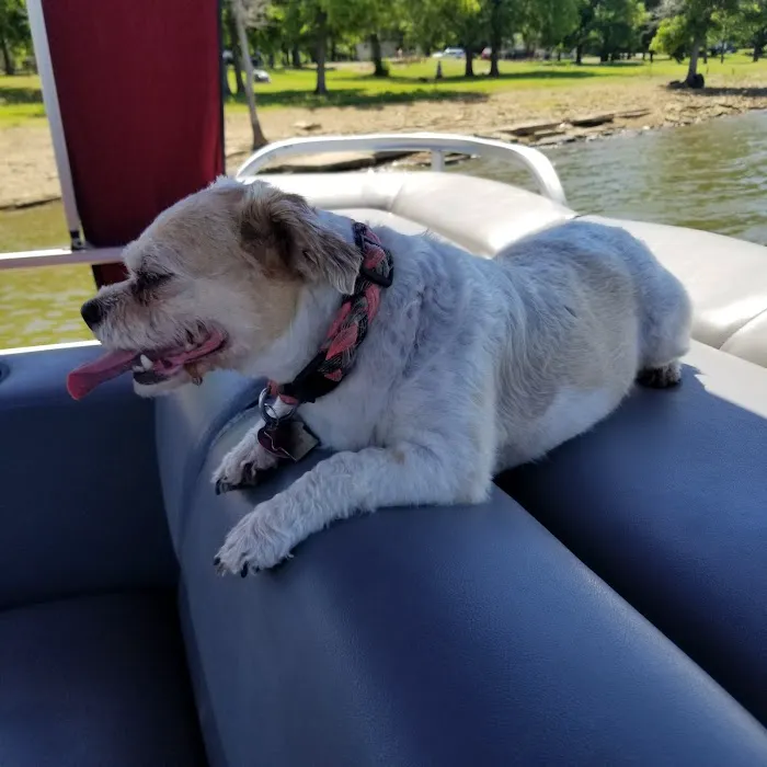 Blue Starr Animal Hospital Picture 8