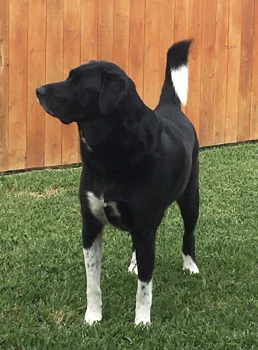 Blue Starr Animal Hospital Picture 7