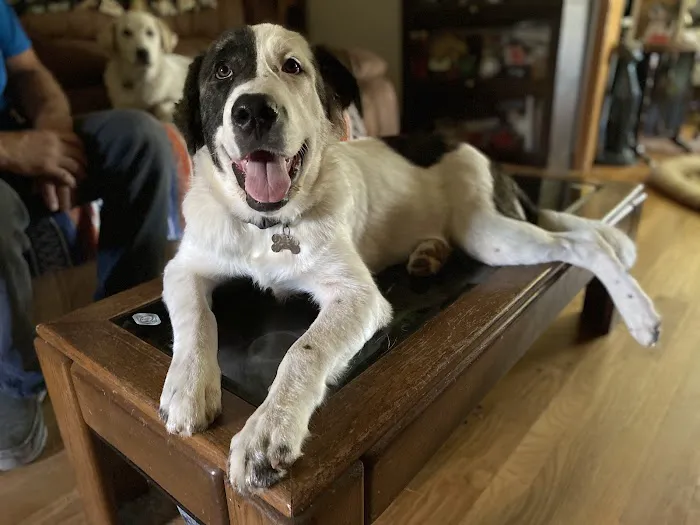 Animal Medical Center Picture 1