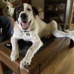 Animal Medical Center