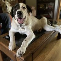 Animal Medical Center ico