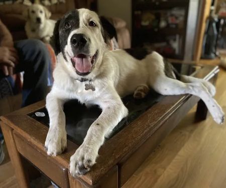 Animal Medical Center