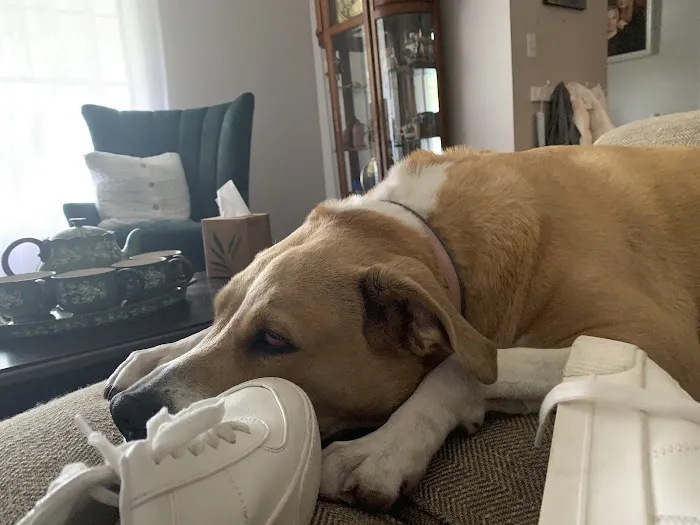 Rogers County Pet Hospital Picture 2