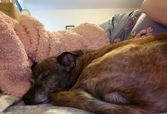 Rogers County Pet Hospital Picture 6