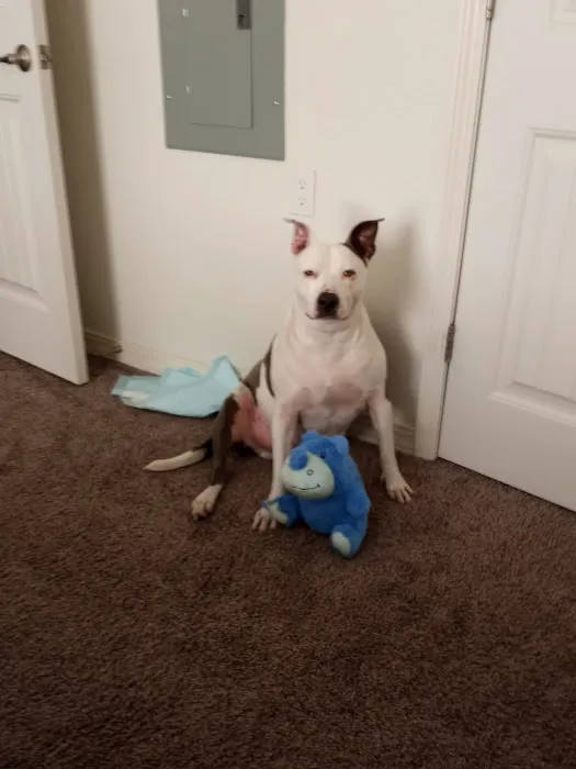 The Ark Animal Hospital Picture 4