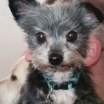 The Ark Animal Hospital