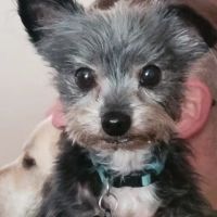 The Ark Animal Hospital ico