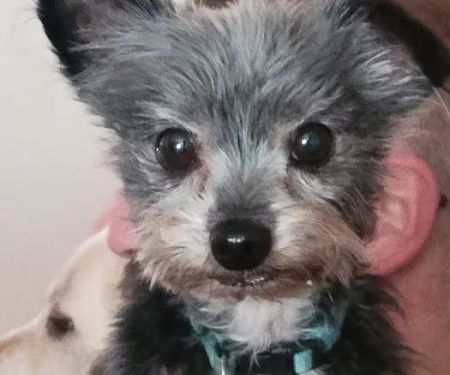 The Ark Animal Hospital