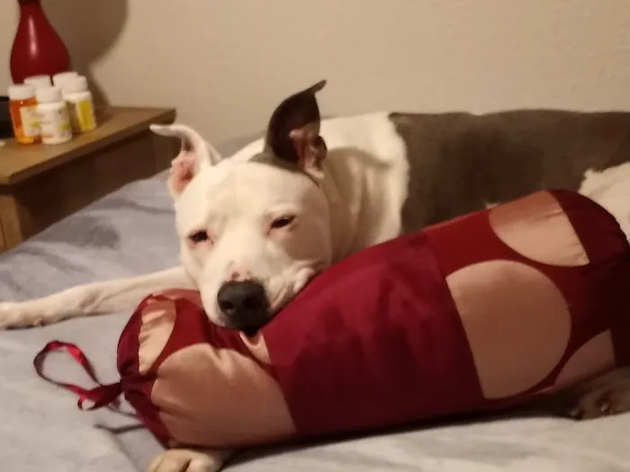 The Ark Animal Hospital Picture 5