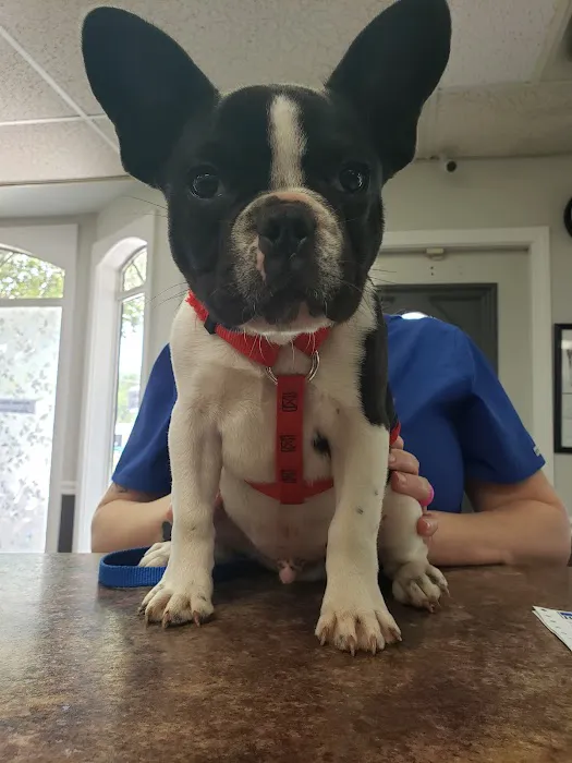 The Ark Animal Hospital Picture 8