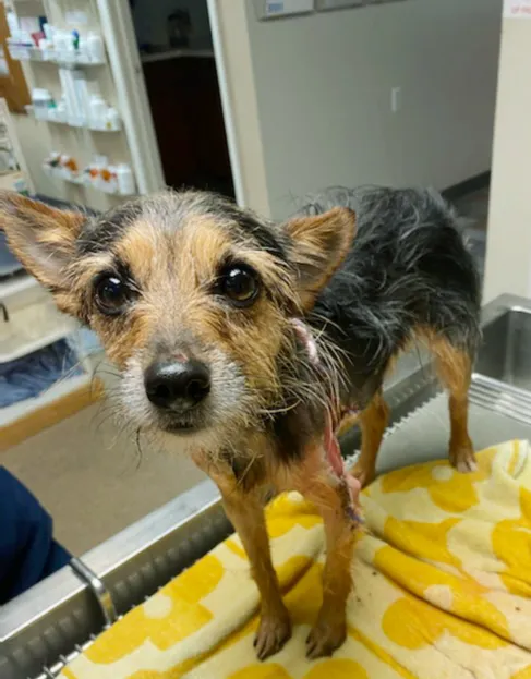 The Ark Animal Hospital Picture 7