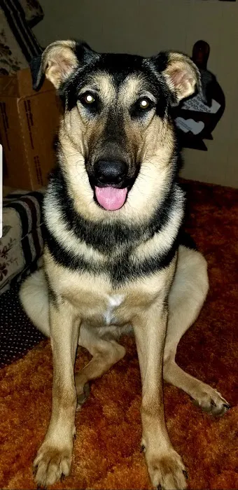 Premier Pet Clinic Picture 2