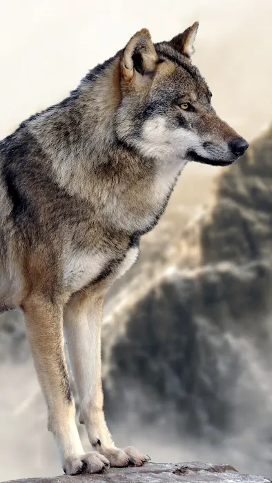 Premier Pet Clinic Picture 1